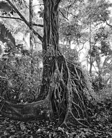 Costa Rica | Fine Art Photography by Eric Alan Pritchard | Nudes